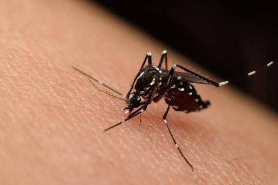 Foto: Europa en alerta por expansión del virus del Nilo Occidental y mosquito tigre/Cortesía