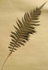 Image result for Blechnum attenuatum