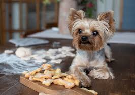 How to Choose Healthy Dog Treats - Wilbraham Animal Hospital