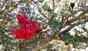 Image result for Schotia capitata