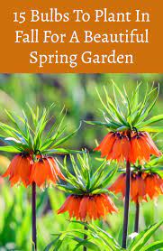 15 Bulbs To Plant In Fall For A Beautiful Spring Garden Plants Planting Bulbs Spring Garden
