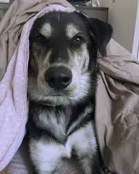A combination of them both births the one notable disposition of the golden retriever husky mix is its tolerance for cold weather. Golden Retriever Husky Mix Reviewed