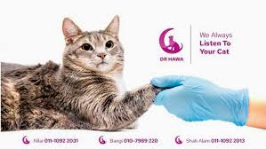 Maybe you would like to learn more about one of these? Klinik Haiwan Dr Hawa Nilai Cats Clinic In Bandar Baru Nilai