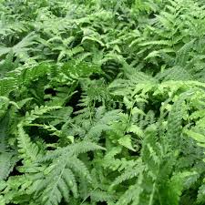 Image result for Thelypteris confluens