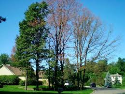 Disease Michigan Gardener