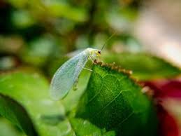 5 Predatory Insects Native To The Southeastern U S Southern Exposure Seed Exchange Predatory nematodes are used for controlling insects that live any part of their life cycle in soil. 5 predatory insects native to the