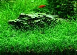 Image result for Eleocharis limosa