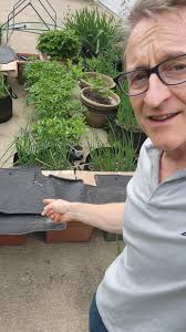 Protecting bean seeds from chipmunks in container garden