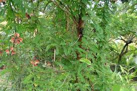 Image result for Abrus fruticulosus