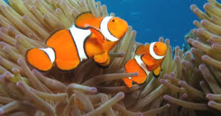 ป กพ นในบอร ด home