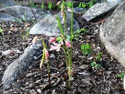 Image result for Orthochilus