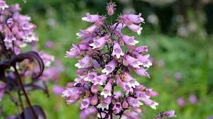 Image result for Penstemon