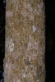 Image result for Strychnos usambarensis