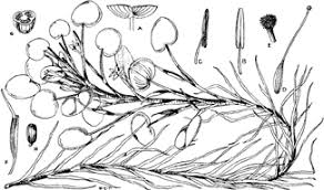 Image result for Pontederia natans