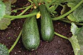 This list of gourds and squashes provides an alphabetical list of (mostly edible) varieties of the plant genus cucurbita, commonly called gourds, squashes, pumpkins and zucchinis/courgettes. Zucchini Plant And Vegetable Cucurbita Pepo Variety Britannica