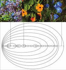 Image result for Sebaea leiostyla