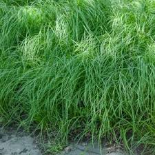 Image result for Carex lycurus