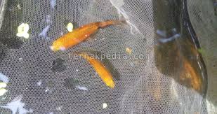Alasan Ikan Hias Yang Baru Dibeli Mudah Mati Ternakpedia
