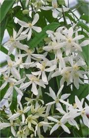 Check spelling or type a new query. 11 Best Evergreen Clematis Ideas Clematis Evergreen Clematis Clematis Vine