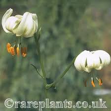 Image result for Lilium martagon Alba