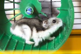 Active Hamster Running On A Wheel Ad Hamster Active Wheel Running Ad