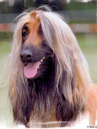 inaara von katwiga windhund afghanischer windhund hunde