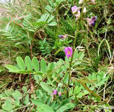 Image result for Tephrosia polystachya