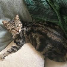 Texas bengal and exotic cat rescue dallas county dallas, texas 75229. Holiday Adoption Promotion Dallas Pets Alive