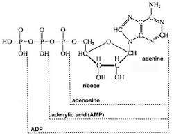 The 1997 nobel prize for chemistry has been awarded to 3 biochemists for . What Is The Difference Between Atp And Gtp Compare The Difference Between Similar Terms