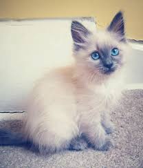 The devon rex is a playful cat breed known for being forever kittens at heart. as mentioned, there is no truly hypoallergenic cat, as regardless of coat or shedding tendencies, allergenic. Balinese Love 3 Balinese Cat Cute Cats And Kittens Cats And Kittens