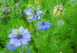 Nigella Damascena Commonly Known As Love In A Mist Is An Easy To Grow Old Fashioned Favorite Flower This Nige Flower Seeds Flower Beds Landscaping With Rocks