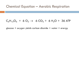 Glucose + oxygen → carbon dioxide + water (+ atp made). Ppt Cellular Respiration Powerpoint Presentation Free Download Id 2404639