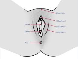 Women are to be worshiped like goddesses, with divine femininity, gynocentrism, and a culture of matriarchy; 73 Of Women Still Confused About What A Vulva Is So Here S The Diagram You Need Huffpost Uk Life