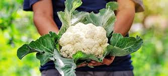 Is Cauliflower Man Made Or Naturally Found Backgarden Org
