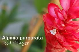 This perennial ginger plant is also called the 'ginger flower,' 'torch lily,' 'wild ginger,' or 'porcelain rose.' the flower of this ginger plant has a tight cluster of pink to red petals that form an egg shape in. Red Ginger Flower Alpinia Purpurata