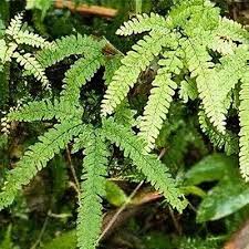 Image result for Adiantum hispidulum