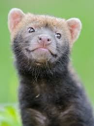 Cute Cheeky Smiling Bush Dog Baby Ii Wild Dogs Weird Animals Animals