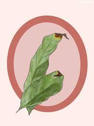 Its ability to adapt to poorly lit indoor conditions stems from its native habitat of the rain forest's floor. Peace Lily Care Guide Plant Care Tips And More La Residence