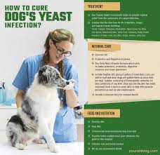 For deep and generalized skin and paw/claw bed infections, veterinarians may prescribe oral antifungal medications such as ketoconazole, fluconazole, or terbinafine, loft says. Dog Fungal Skin Infection Yeast Infection Rash On Dog S Belly Dog Yeast Infection Dog Yeast Infection Skin Dog Allergies
