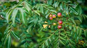 Daun kari mempunyai bau yang kuat dan rasa agak pahit. Khasiat Daun Kari Untuk Darah Tinggi