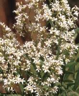 Image result for Loxostylis