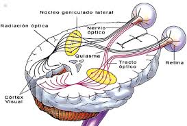 Resultado de imagen para neurofisiologia central de la vision
