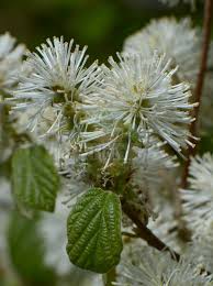 Image result for Hamamelidaceae