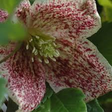 We did not find results for: Freckles Clematis Cirrhosa Freckles Online Kaufen