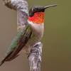 Use these flowers that attract hummingbirds to create an amazing hummingbird habitat in your backyard. Https Encrypted Tbn0 Gstatic Com Images Q Tbn And9gcrkt2z Rxh0nhym2sxujmoqowhkaqtyr94spii0bke Usqp Cau