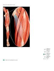 In other positions, other actions may be performed. Name The Highlighted Muscle Fibularis Longus Tibialis Posterior Extensor Course Hero