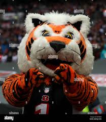 Who Dey the Cincinnati Bengals Mascot Stock Photo - Alamy