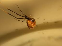 Arachnids of North Carolina