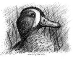Sketch Drawings Of Teal Ducks Blue Winged Teal Duck Sketch Drawing Duck Art Blue Winged Teal Teal Duck