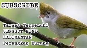 Check spelling or type a new query. Akhirnya Dapat Juga Burung Target Jenggot Mini Kalimantan Youtube